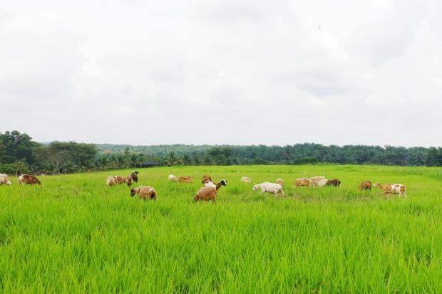 43098171_172351910310907_7488622797401358336_n