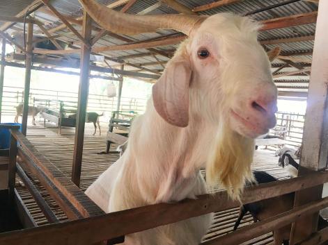 43150988_2239474772962939_3787929926917685248_n